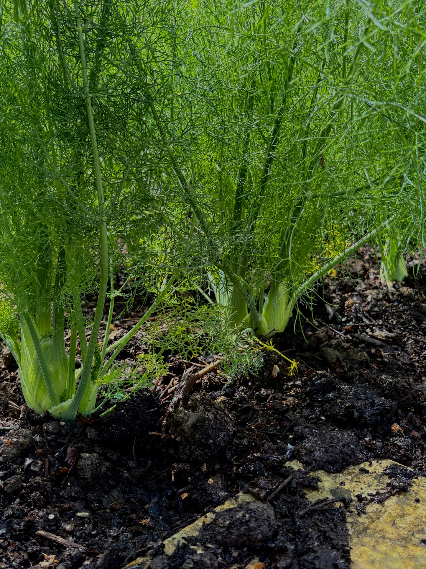 Fennel Marmalade