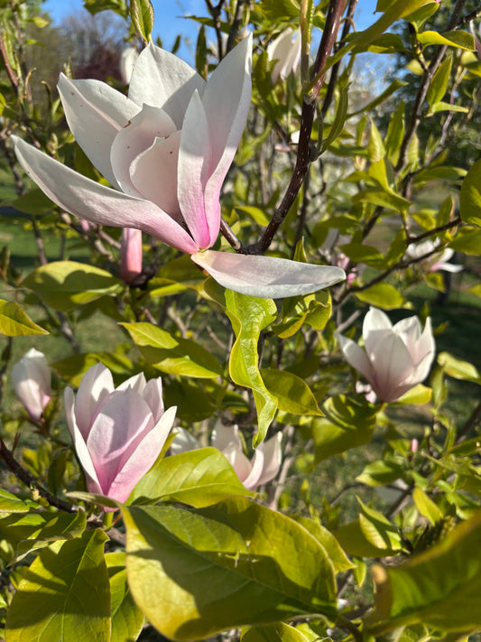 Magnolia & Lemon Vodka
