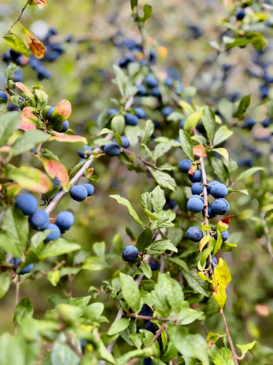 Vanilla Sloe Gin